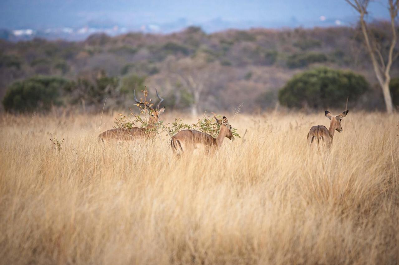 Tholo Manzi Private Game Farm Villa Zeerust Buitenkant foto